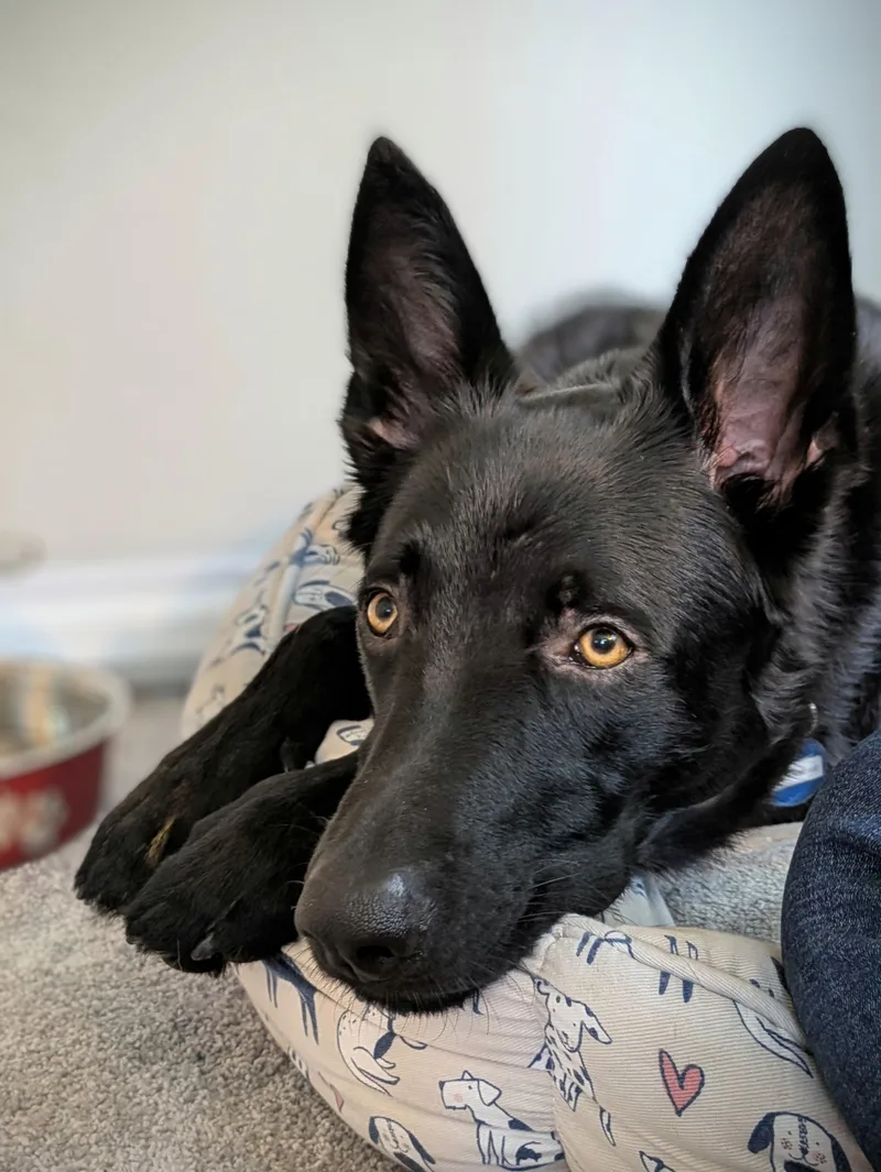 Little Foot thumbnail 4