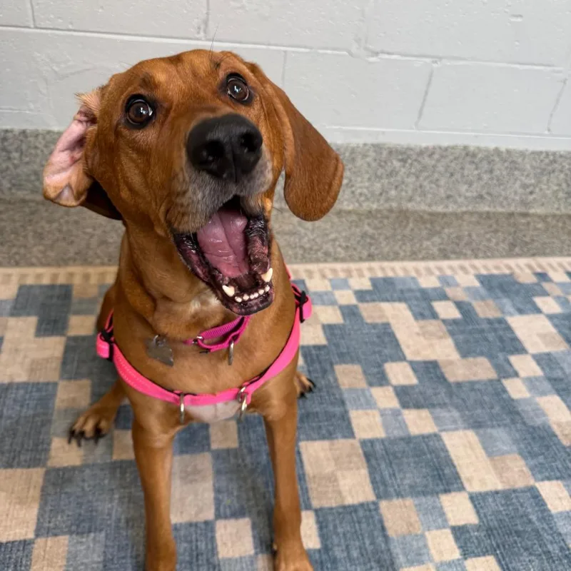 An adult large-sized male Brown / Chocolate Hound dog named Rhemy Fka Star's Brass for adoption in Falls Church, VA