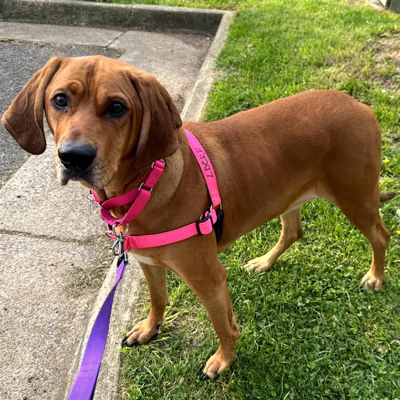 Rhemy Fka Star's Brass thumbnail 2