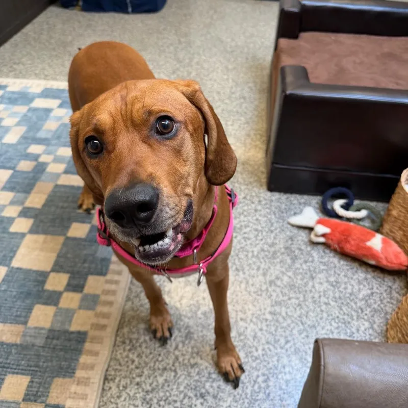 Rhemy Fka Star's Brass thumbnail 3