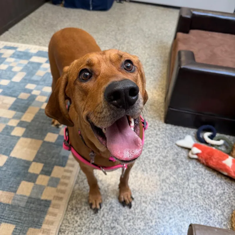 Rhemy Fka Star's Brass thumbnail 4