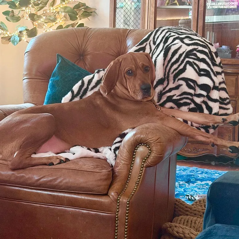 Rhemy Fka Star's Brass thumbnail 5