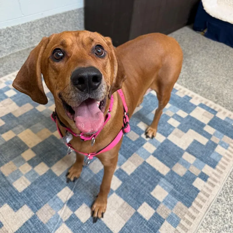 Rhemy Fka Star's Brass thumbnail 6