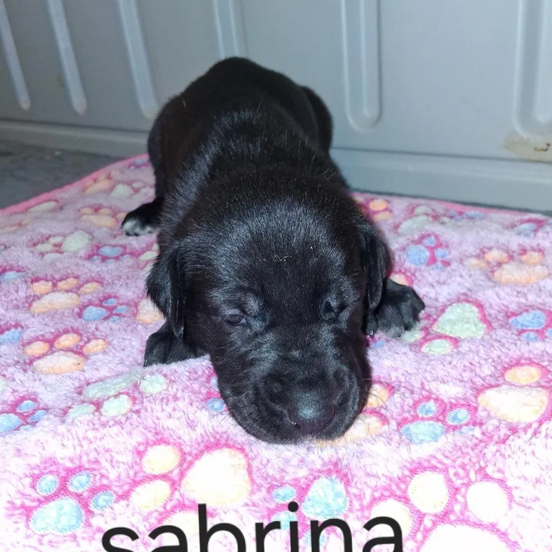 Sabrina thumbnail 2