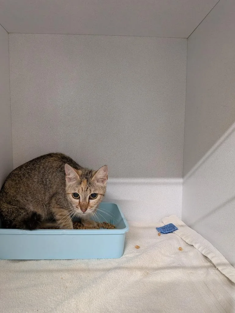 A young large-sized female Domestic Short Hair cat named Kiva for adoption in Huntsville, TX