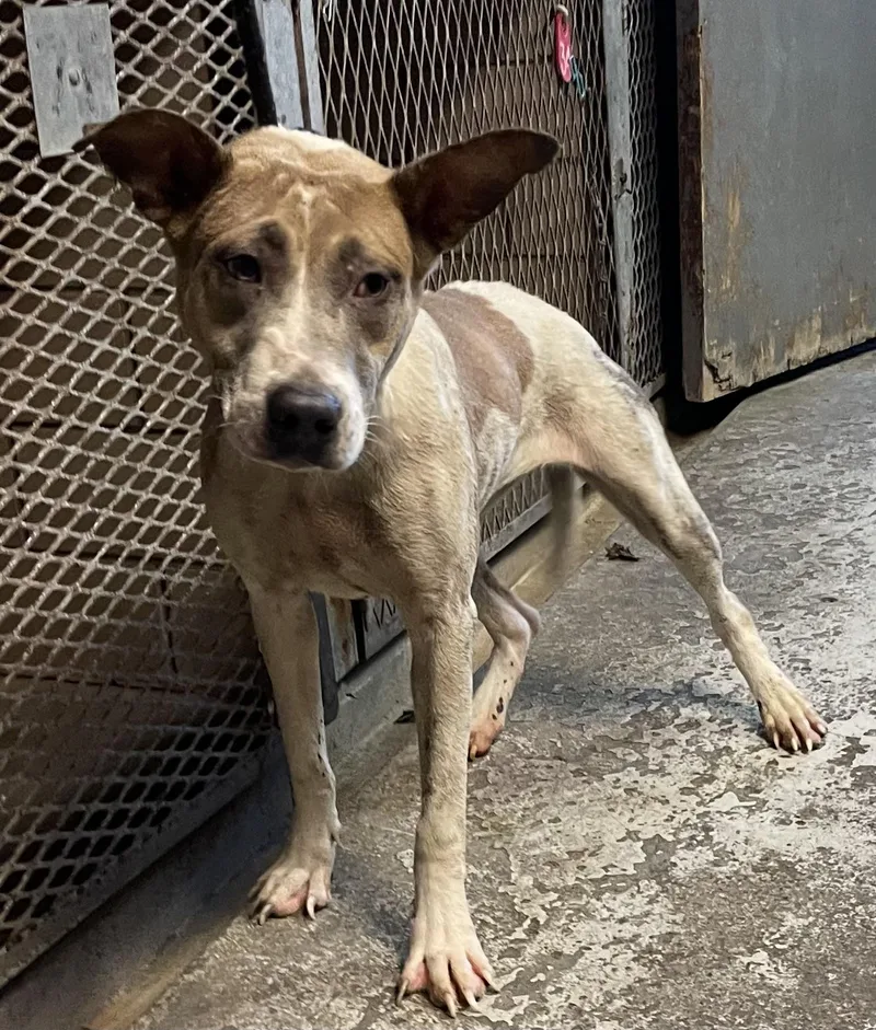 A young medium-sized female Terrier dog named Jessica HOLD for adoption in Canton, OH
