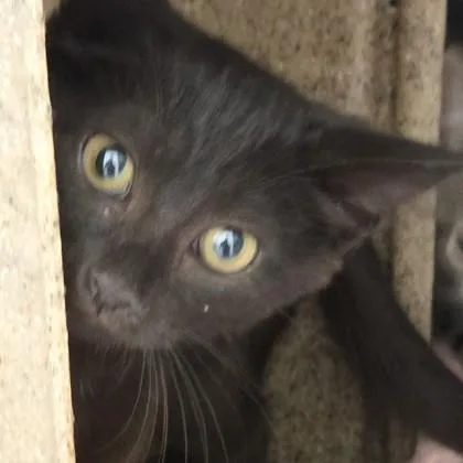 A baby small-sized female Domestic Short Hair cat named Gigi for adoption in Voorhees, NJ