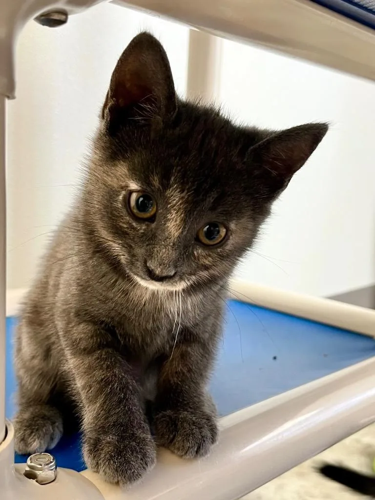 A baby small-sized female Domestic Short Hair cat named Shandy for adoption in Clinton, SC