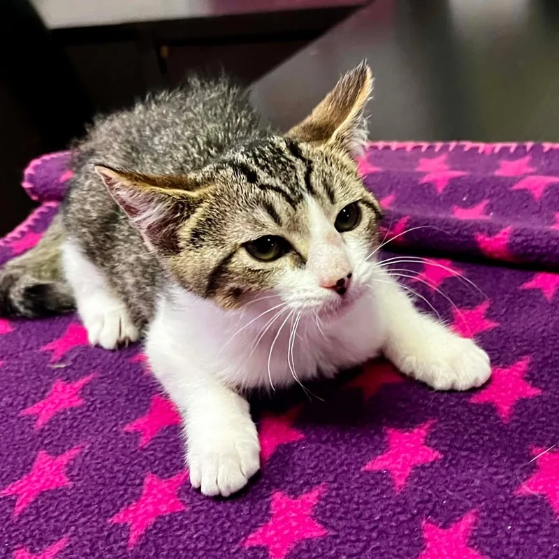 A baby small-sized male Domestic Short Hair cat named Pickles for adoption in Antioch, CA