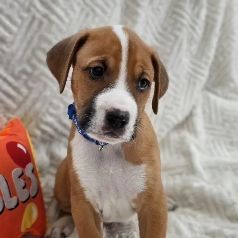 A baby medium-sized male Golden Mixed Breed dog named Koda for adoption in Cleveland, TX