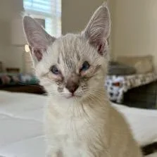 A young small-sized male Domestic Short Hair cat named Cosmos for adoption in Los Angeles, CA