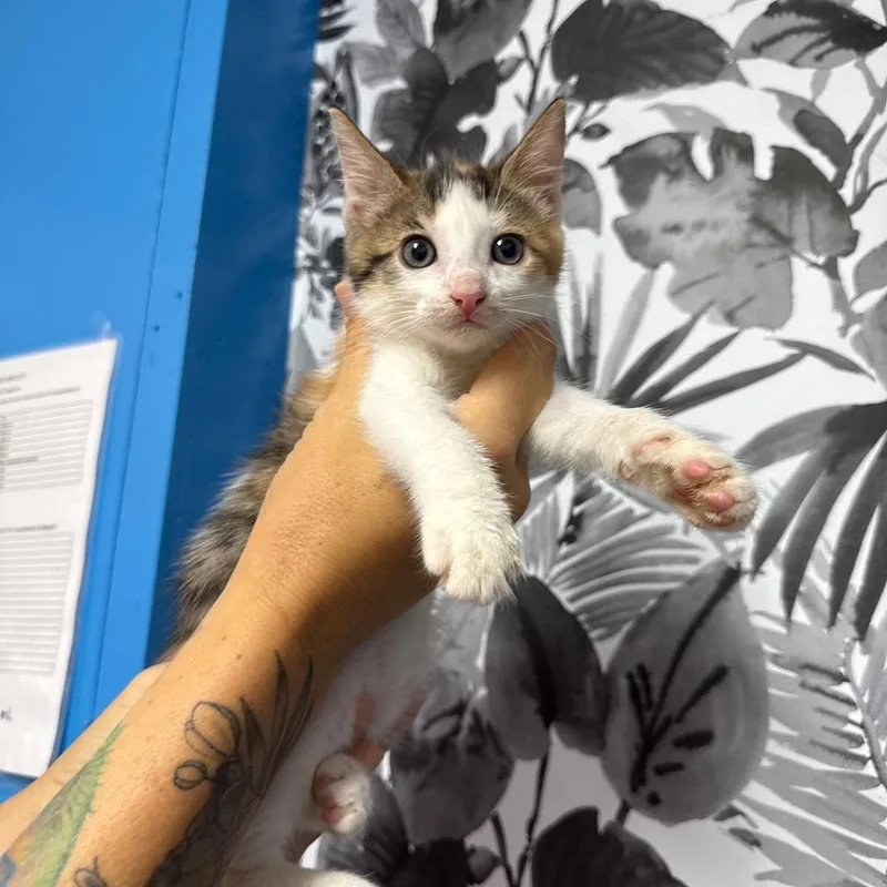 A baby small-sized female Calico Domestic Short Hair cat named Vela for adoption in Wahiawa, HI