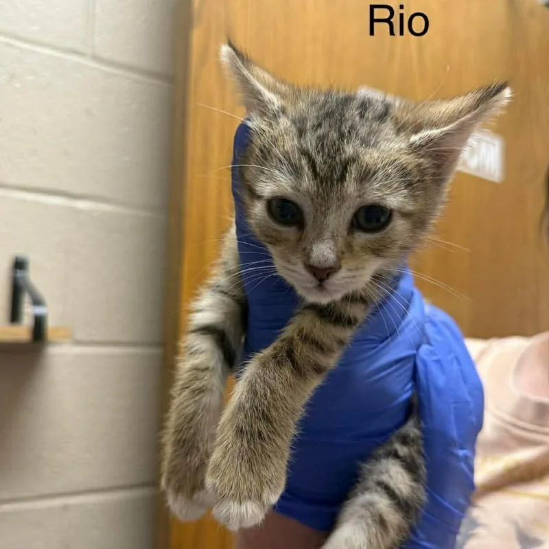 A baby small-sized male Black Domestic Short Hair cat named Rio for adoption in Caryville, TN