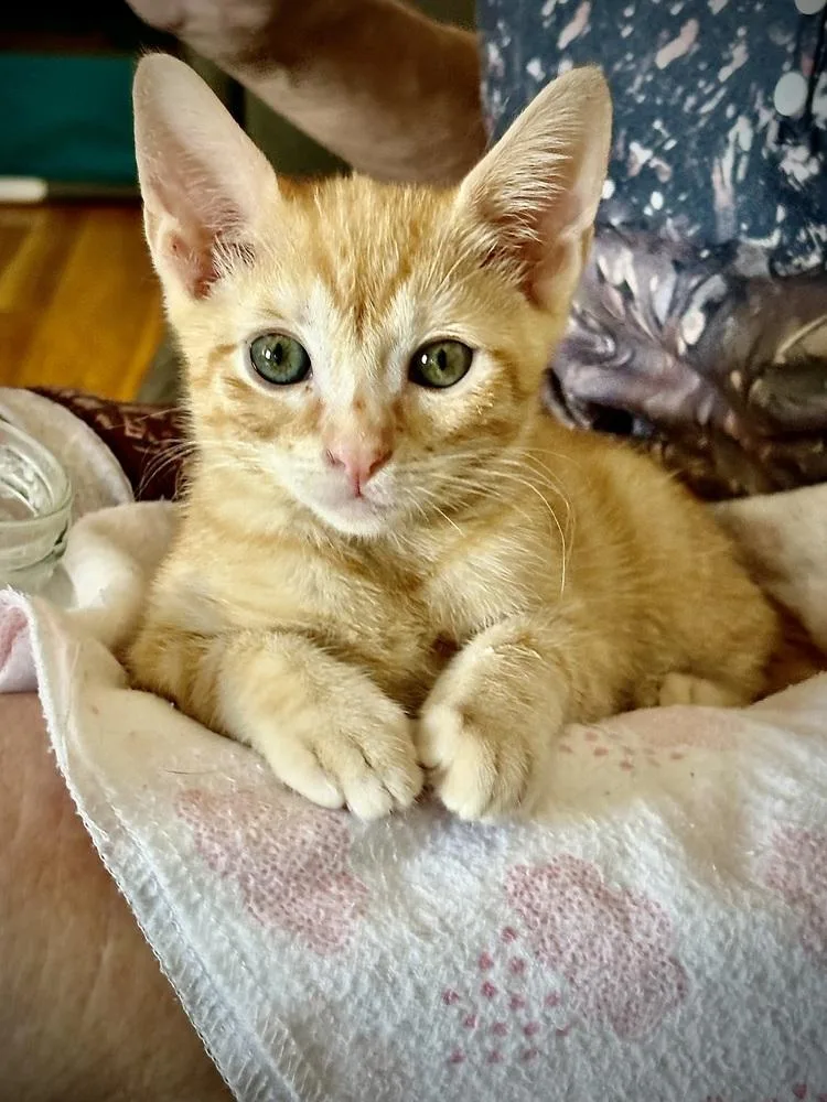 A baby small-sized male Tabby (Orange / Red) Domestic Short Hair cat named O.j. for adoption in Green Valley, AZ