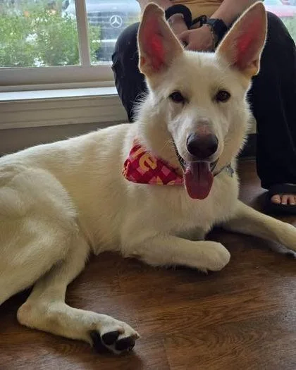 A baby large-sized female German Shepherd Dog dog named Iclyn for adoption in Burlington, WI