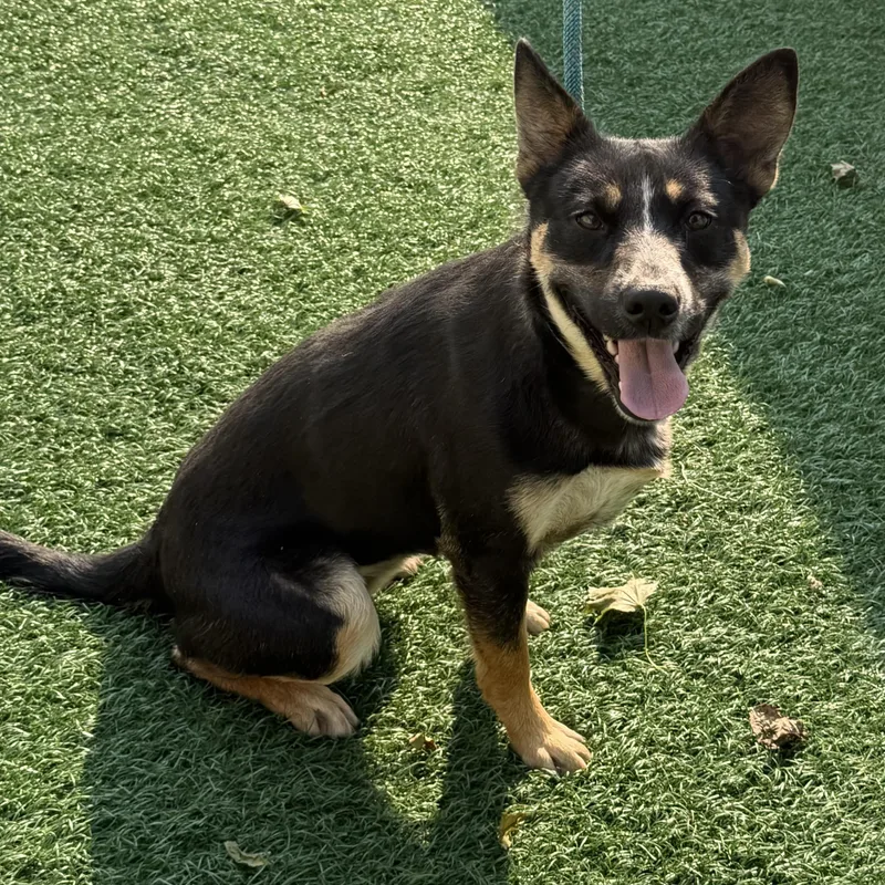 An adult medium-sized female Black German Shepherd Dog dog named Annie for adoption in Libertyville, IL