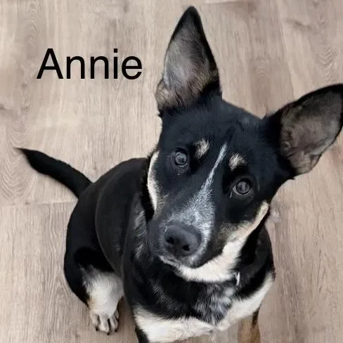 Annie thumbnail 5