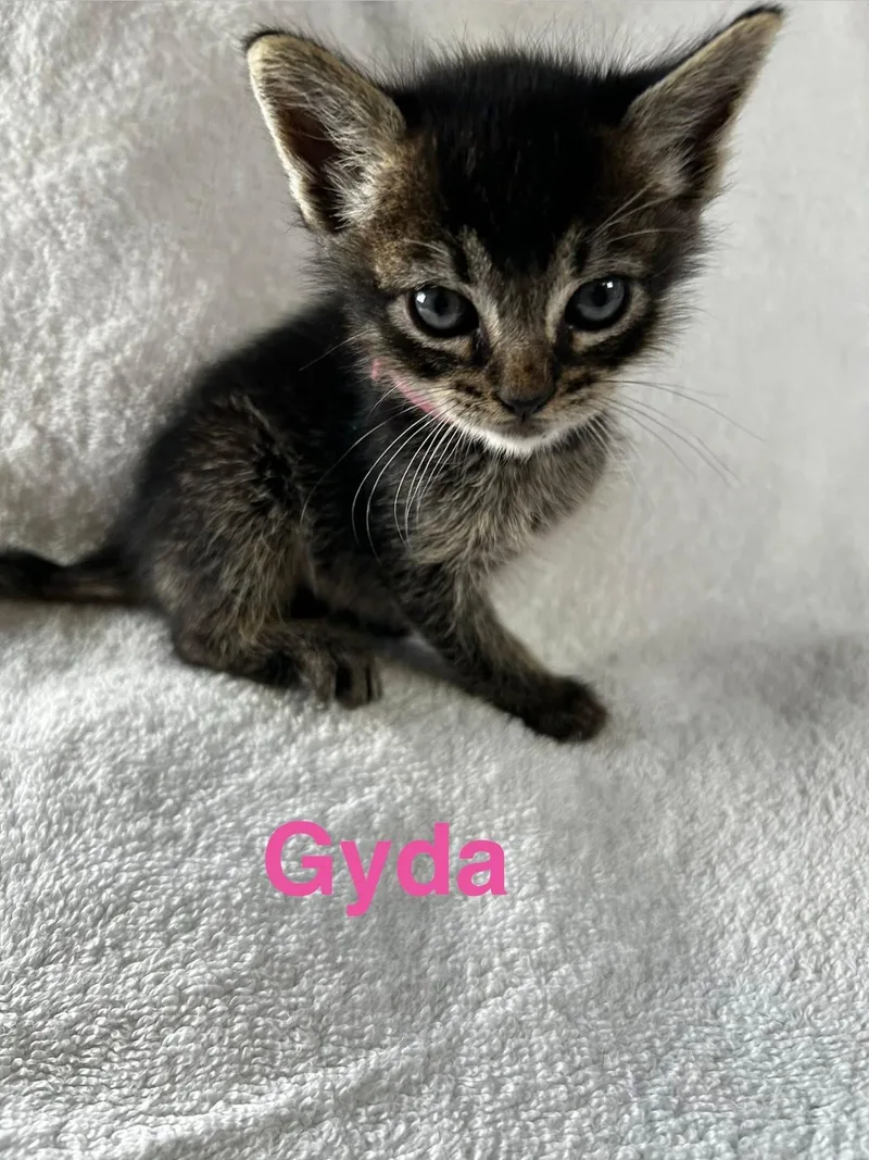 Gyda