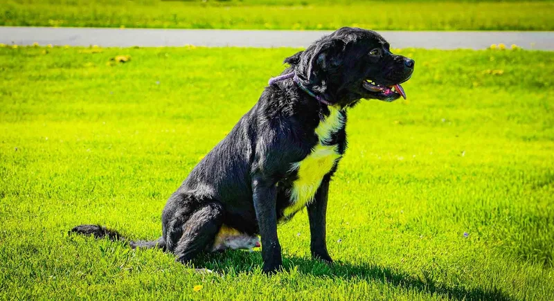 An adult large-sized male Black Labrador Retriever dog named Theo for adoption in Kenton, OH