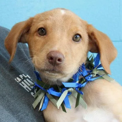 A young medium-sized male Apricot / Beige Mixed Breed dog named Godfrey for adoption in Lansing, MI