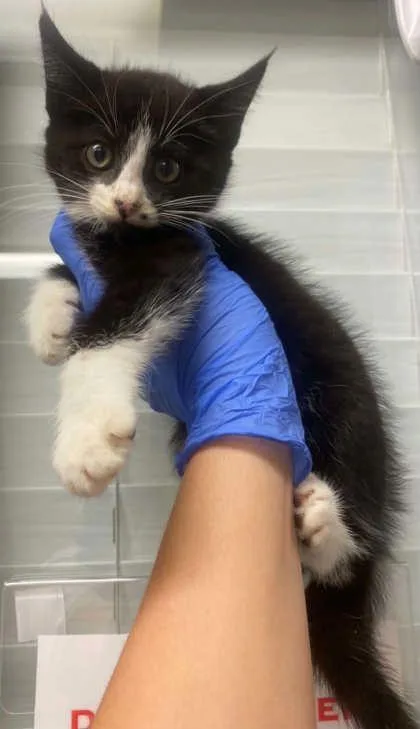 A baby small-sized male Domestic Long Hair cat named Maximus for adoption in Bowling Green, KY