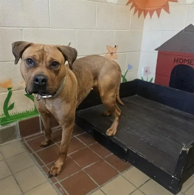 An adult large-sized female Pit Bull Terrier dog named Belle for adoption in Castaic, CA