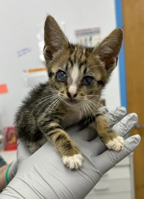 A baby small-sized female Domestic Short Hair cat named Margot for adoption in Hartsville, SC
