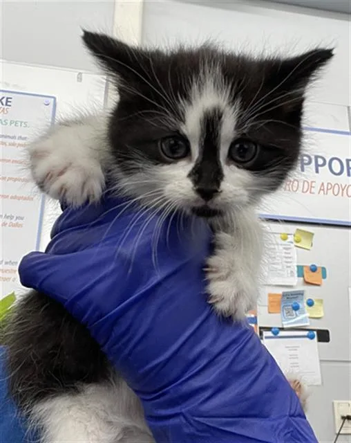A baby medium-sized male Domestic Short Hair cat named Stitch for adoption in Dallas, TX