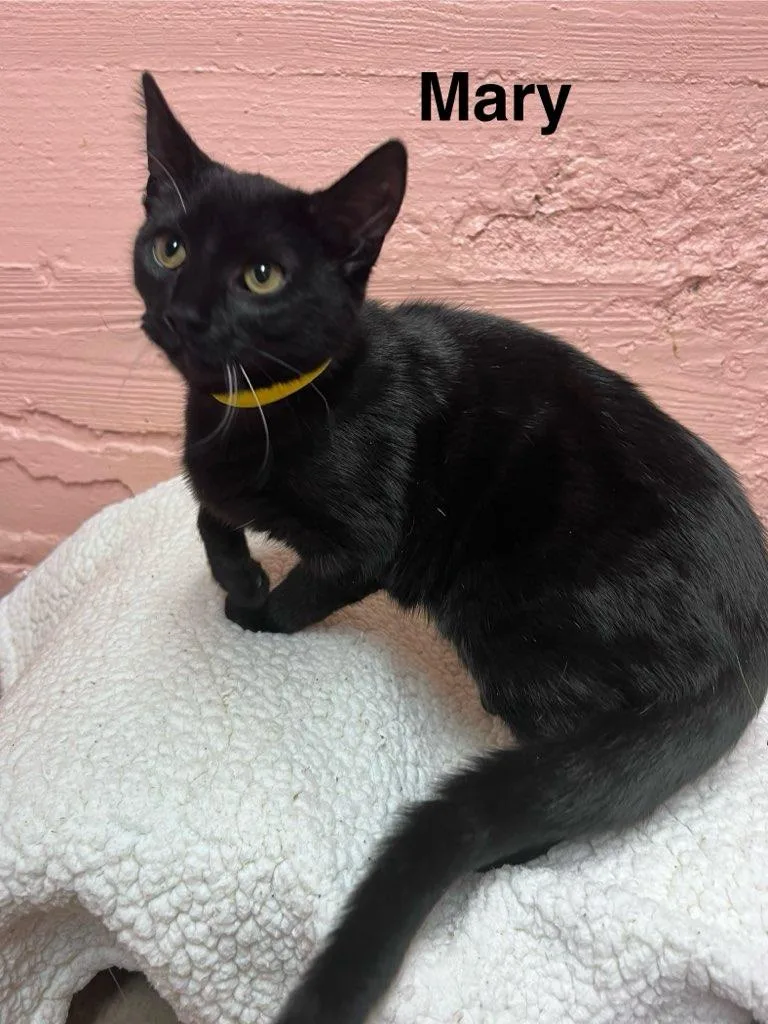 A baby small-sized female Black Domestic Short Hair cat named Mary for adoption in Muncie, IN