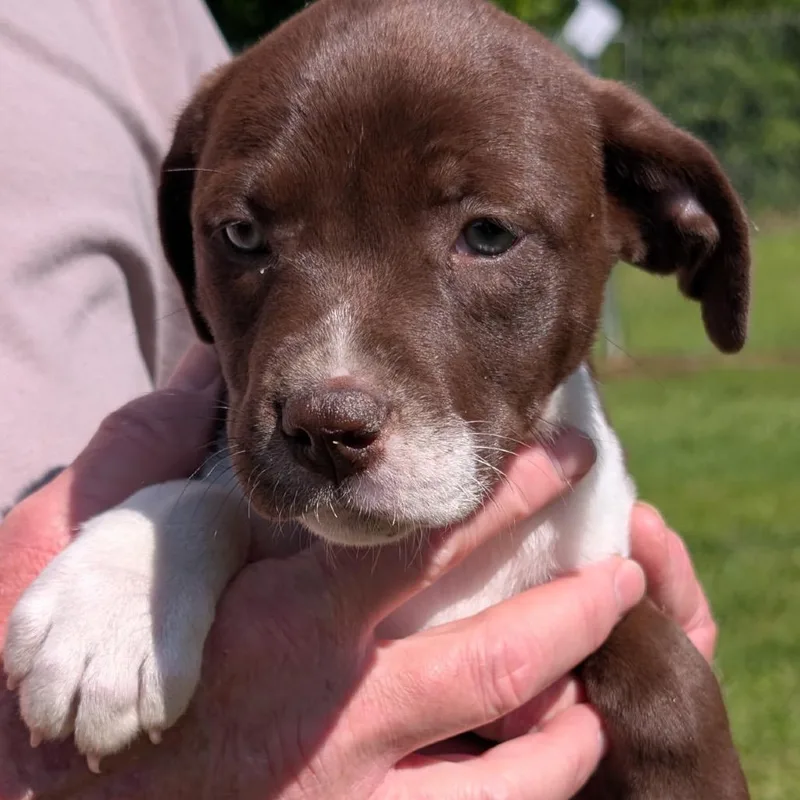 A baby medium-sized female Brown / Chocolate Labrador Retriever dog named Wonder Woman for adoption in New Orleans, LA