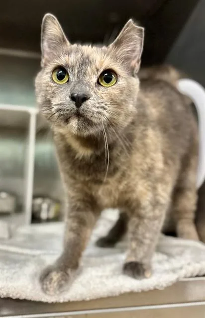 A young medium-sized female Domestic Short Hair cat named Bridget for adoption in York, SC