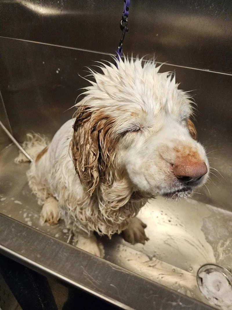 A senior large-sized female Clumber Spaniel dog named Phoebe for adoption in Mukwonago, WI