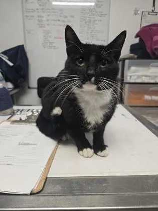 An adult medium-sized male Domestic Short Hair cat named Jinx for adoption in West Chester, PA