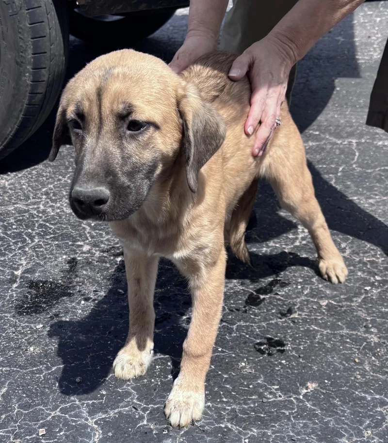 A baby medium-sized female Red / Chestnut / Orange Labrador Retriever dog named Zinnie for adoption in Watertown, CT