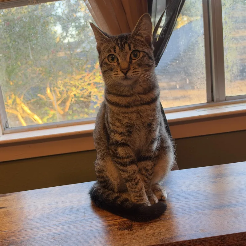 Nala thumbnail 2