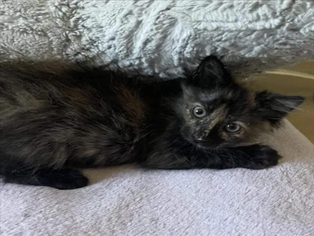 A baby small-sized female Domestic Medium Hair cat named Petal for adoption in Las Vegas, NV