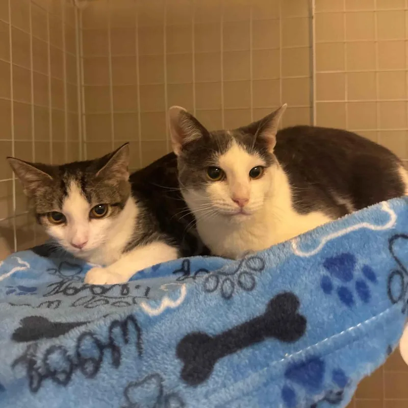 Mr. Golly thumbnail 3