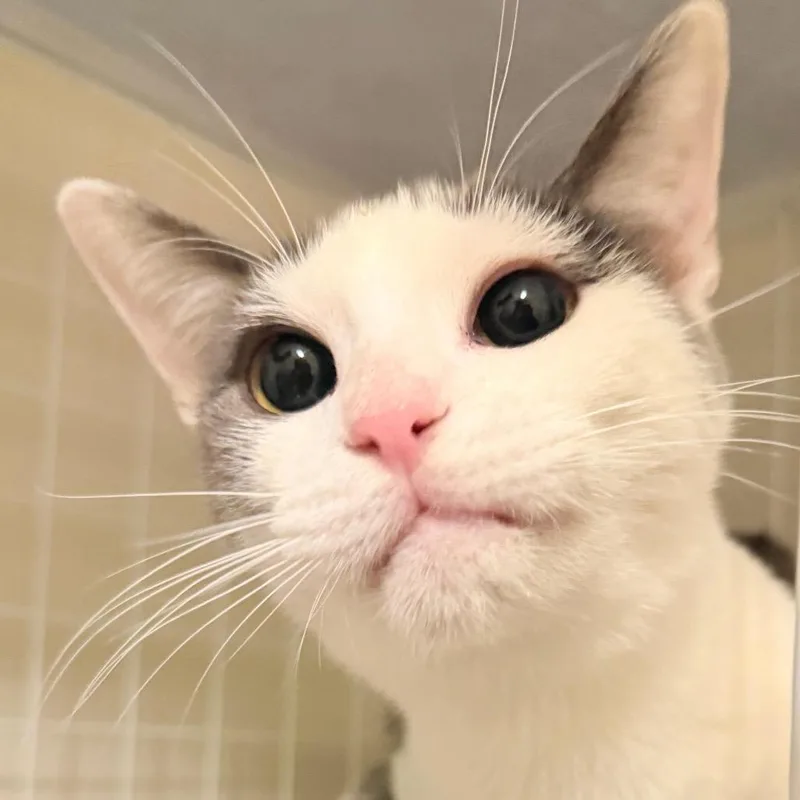 Mr. Golly thumbnail 4