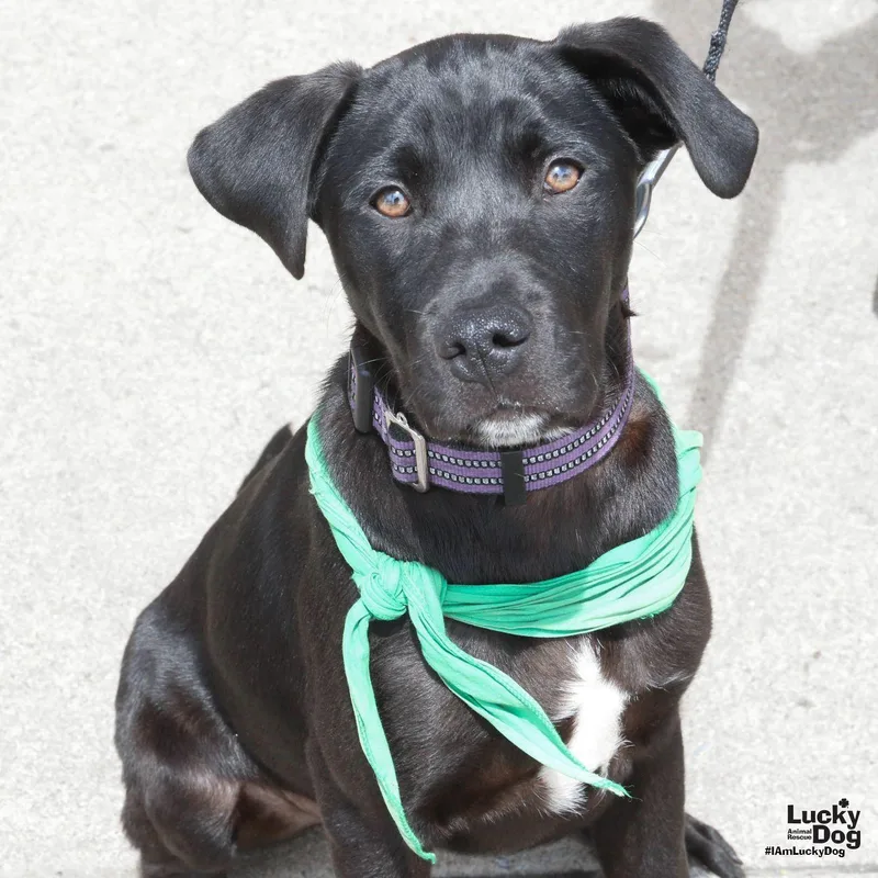 A baby large-sized male Labrador Retriever dog named Hefty for adoption in Washington, DC
