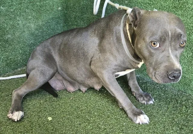 A young medium-sized female Pit Bull Terrier dog named Kiara for adoption in Lancaster, CA
