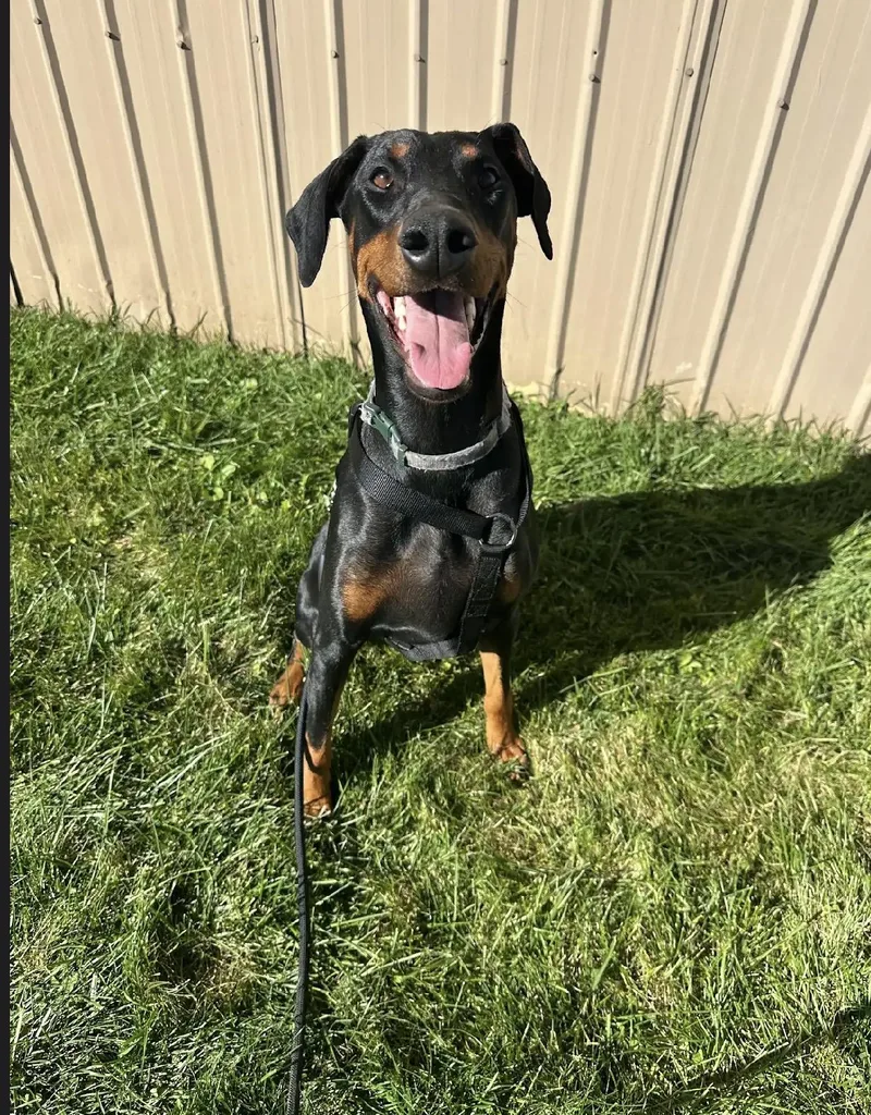 A young medium-sized female Doberman Pinscher dog named Ruby for adoption in White Lake, MI