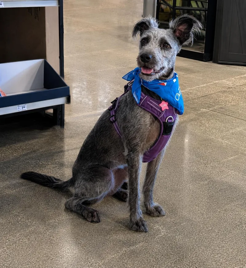 An adult medium-sized female Gray / Blue / Silver Schnoodle dog named Luna for adoption in Hoffman Estates, IL