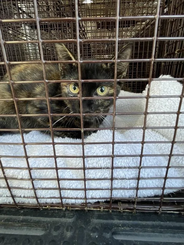 An adult small-sized female Domestic Short Hair cat named Eleven for adoption in Austin, TX