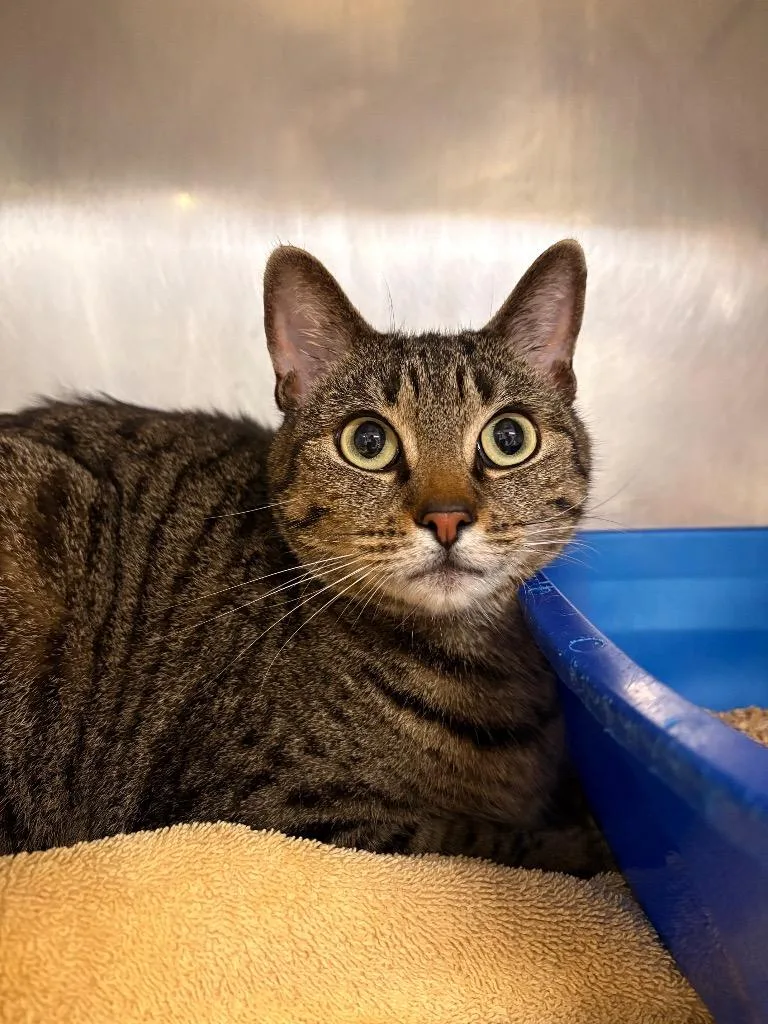 An adult medium-sized female Domestic Short Hair cat named Cider for adoption in Fall River, MA