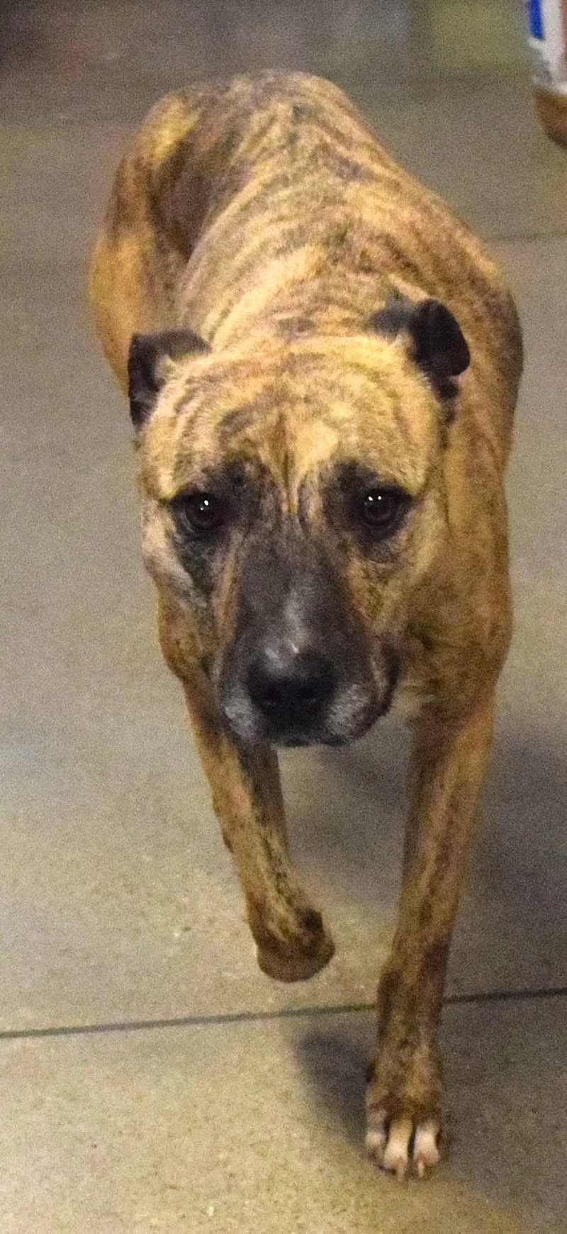 An adult medium-sized female Brindle Pit Bull Terrier dog named "Dolly" for adoption in Broken Arrow, OK