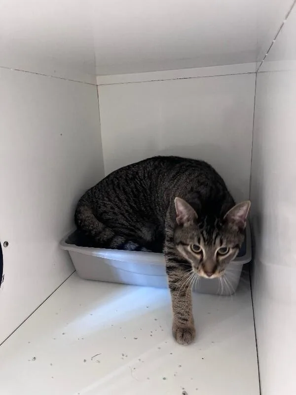 An adult medium-sized male Tabby (Gray / Blue / Silver) Domestic Short Hair cat named Jasper for adoption in Rochester, NY