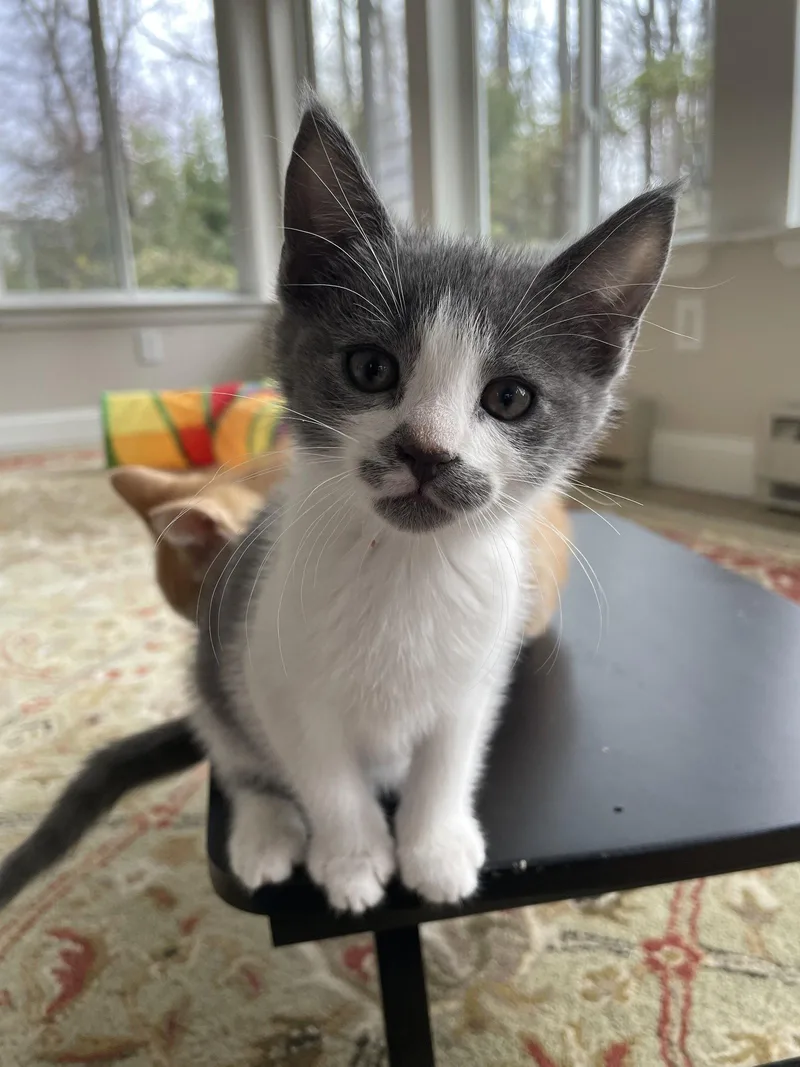 A baby medium-sized male Gray & White Domestic Short Hair cat named Chow Mein for adoption in Broomall, PA