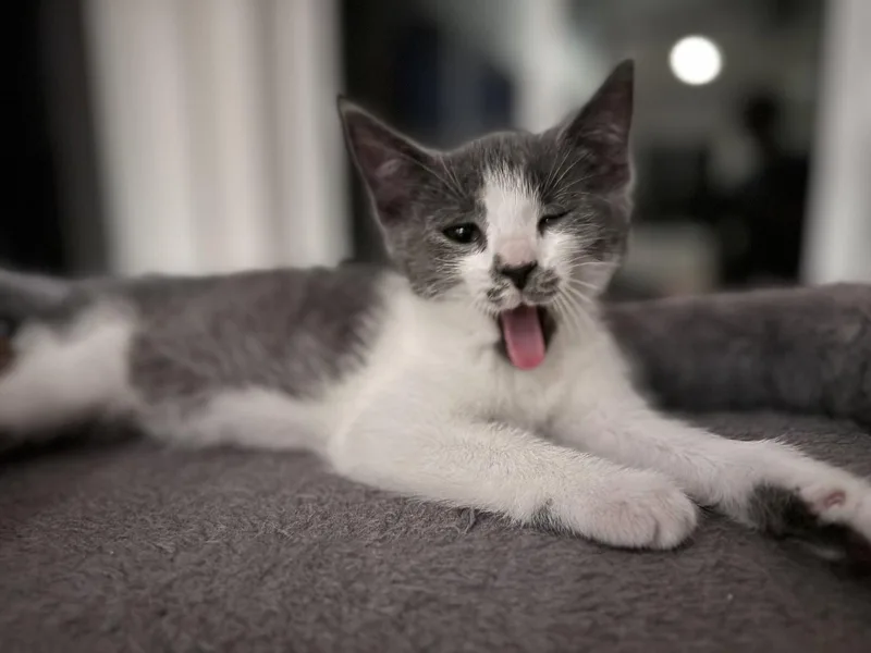 Chow Mein thumbnail 2