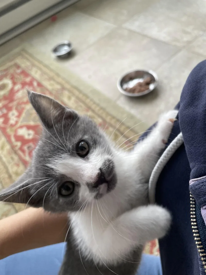 Chow Mein thumbnail 3