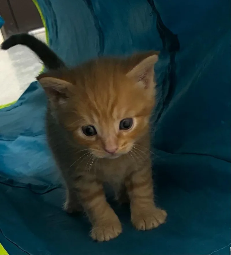 A baby medium-sized male Domestic Short Hair cat named Niklaus for adoption in Portland, IN